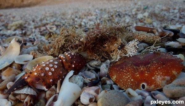 crab shell and weed 